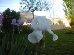 Fleurs