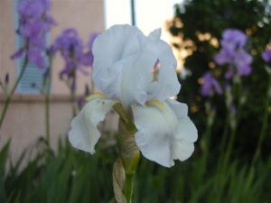Iris