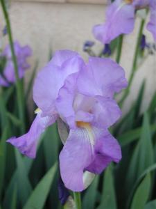 Iris